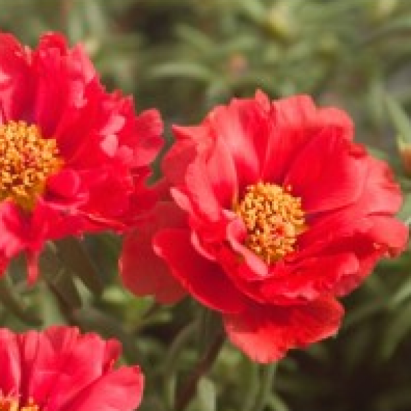 Portulaca Red Plant - Office Time plant